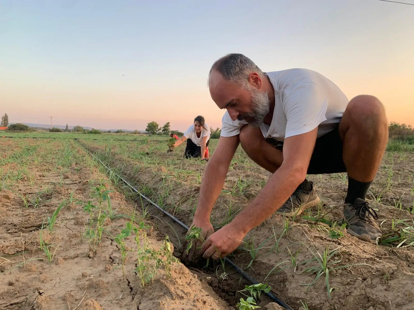 Tarlada fide diken WeFarm ekibi